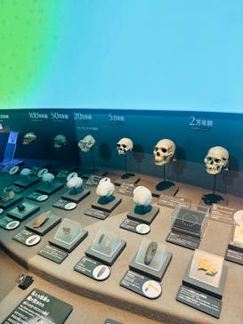 国立科学博物館に投稿された画像（2025/2/10）