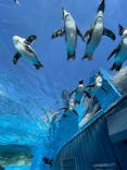 サンシャイン水族館に投稿された画像（2025/2/10）