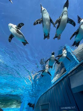 サンシャイン水族館に投稿された画像（2025/2/10）