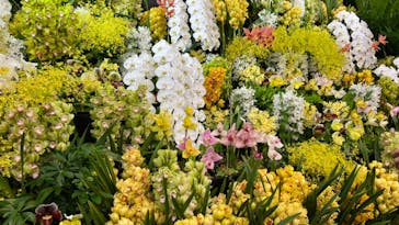 世界らん展2026-花と緑の祭典-に投稿された画像（2025/2/10）