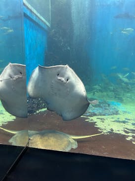 越前松島水族館に投稿された画像（2025/2/10）