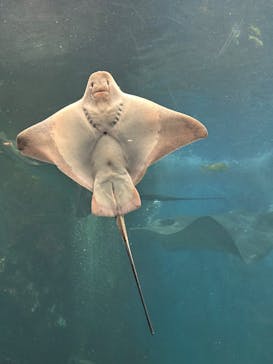 越前松島水族館に投稿された画像（2025/2/10）