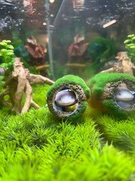 アニタッチ 東京ドームシティに投稿された画像（2025/2/10）