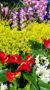 世界らん展2026-花と緑の祭典-に投稿された画像（2025/2/10）