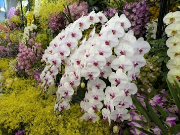 世界らん展2026-花と緑の祭典-に投稿された画像（2025/2/10）