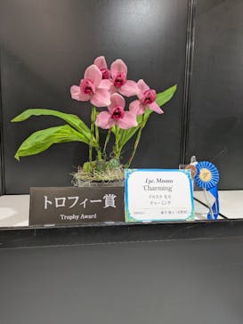 世界らん展2026-花と緑の祭典-に投稿された画像（2025/2/10）