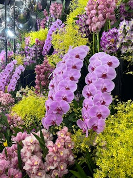 世界らん展2026-花と緑の祭典-に投稿された画像（2025/2/10）