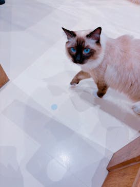 Cat Café MOFF イオンモール木曽川店に投稿された画像（2025/2/10）