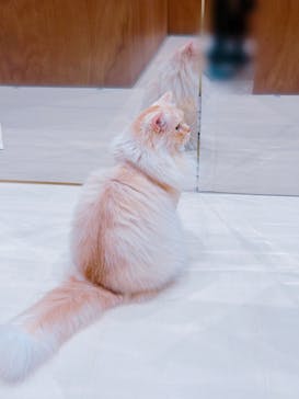 Cat Café MOFF イオンモール木曽川店に投稿された画像（2025/2/10）