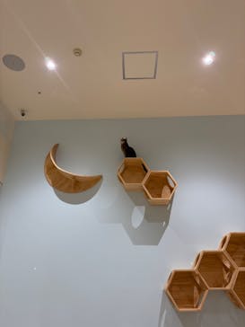 Cat Café MOFF イオンモール木曽川店に投稿された画像（2025/2/10）