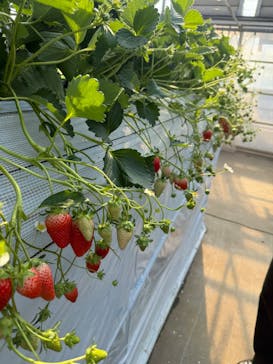 すごう農園直売所ピアッツァに投稿された画像（2025/2/10）