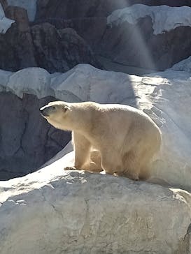 恩賜上野動物園に投稿された画像（2025/2/10）