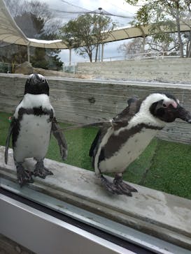 マリンワールド海の中道に投稿された画像（2025/2/10）
