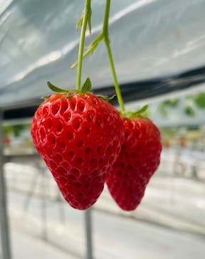 株式会社こまち野に投稿された画像（2025/2/10）