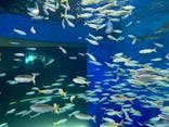 アクアワールド茨城県大洗水族館に投稿された画像（2025/2/10）