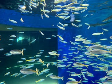 アクアワールド茨城県大洗水族館に投稿された画像（2025/2/10）
