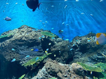 アクアワールド茨城県大洗水族館に投稿された画像（2025/2/10）