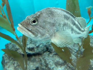 アクアワールド茨城県大洗水族館に投稿された画像（2025/2/10）