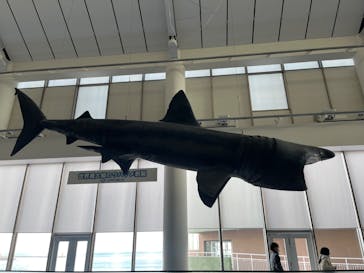 アクアワールド茨城県大洗水族館に投稿された画像（2025/2/10）