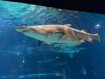 アクアワールド茨城県大洗水族館に投稿された画像（2025/2/10）