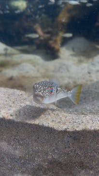 環境水族館アクアマリンふくしまに投稿された画像（2025/2/10）