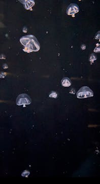 環境水族館アクアマリンふくしまに投稿された画像（2025/2/10）