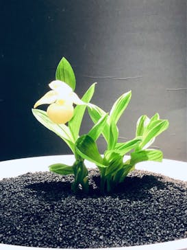 世界らん展2026-花と緑の祭典-に投稿された画像（2025/2/10）