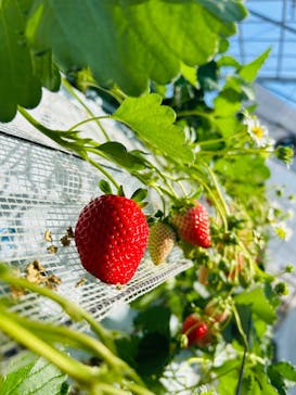 すごう農園直売所ピアッツァに投稿された画像（2025/2/10）