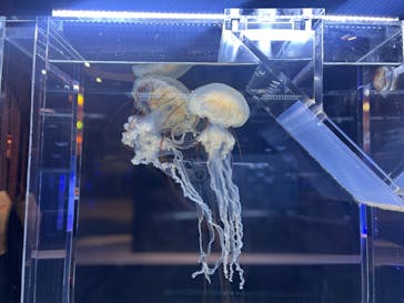 すみだ水族館に投稿された画像（2025/2/10）