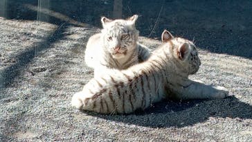 東武動物公園に投稿された画像（2025/2/10）