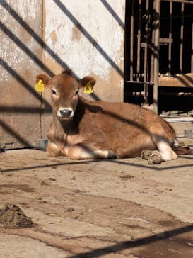 マザー牧場に投稿された画像（2025/2/10）