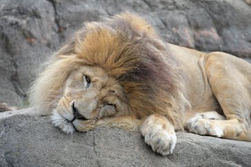 天王寺動物園に投稿された画像（2025/2/10）