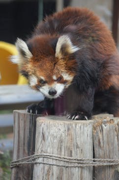 天王寺動物園に投稿された画像（2025/2/10）