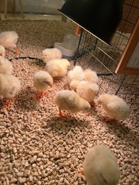 Moff animal cafe イオンモール幕張新都心店に投稿された画像（2025/2/10）