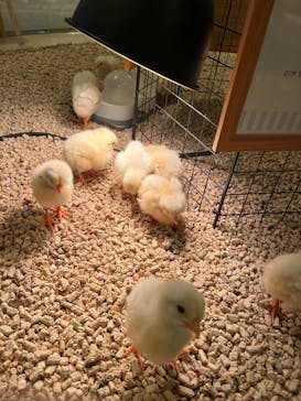 Moff animal cafe イオンモール幕張新都心店に投稿された画像（2025/2/10）