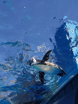 サンシャイン水族館に投稿された画像（2025/2/10）