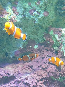 サンシャイン水族館に投稿された画像（2025/2/10）