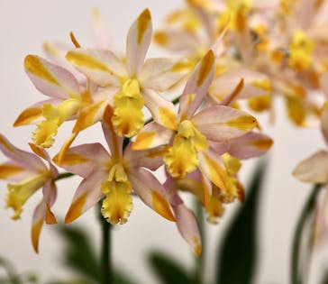 世界らん展2026-花と緑の祭典-に投稿された画像（2025/2/10）