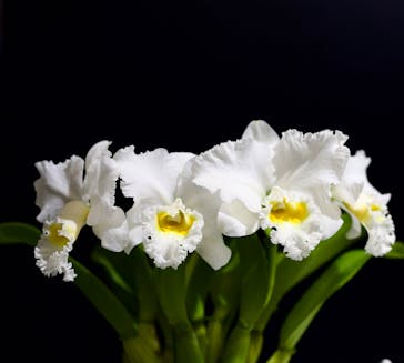 世界らん展2026-花と緑の祭典-に投稿された画像（2025/2/10）