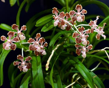 世界らん展2026-花と緑の祭典-に投稿された画像（2025/2/10）