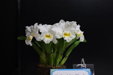 世界らん展2026-花と緑の祭典-に投稿された画像（2025/2/10）