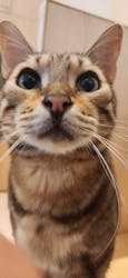 Cat Café MOFF 名古屋PARCO店に投稿された画像（2025/2/10）