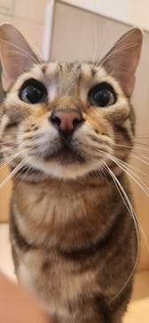 Cat Café MOFF 名古屋PARCO店に投稿された画像（2025/2/10）