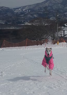 黒姫高原スノーパーク・KUROHIME GREEN GARDENに投稿された画像（2025/2/10）