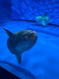 アクアワールド茨城県大洗水族館に投稿された画像（2025/2/11）