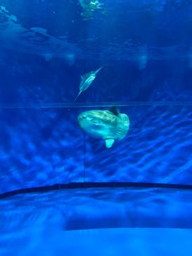 アクアワールド茨城県大洗水族館に投稿された画像（2025/2/10）