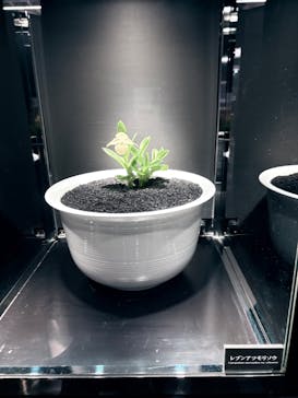 世界らん展2026-花と緑の祭典-に投稿された画像（2025/2/10）