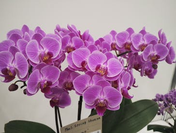 世界らん展2026-花と緑の祭典-に投稿された画像（2025/2/10）