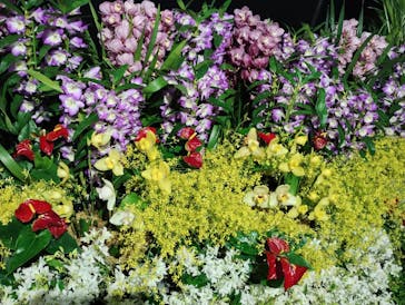 世界らん展2026-花と緑の祭典-に投稿された画像（2025/2/10）