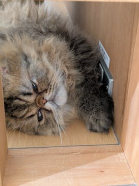 Cat Café MOFF 枚方モール店に投稿された画像（2025/2/11）